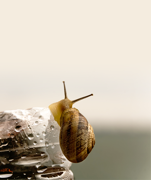 Snail Bee High Content Skin 150ml BENTON