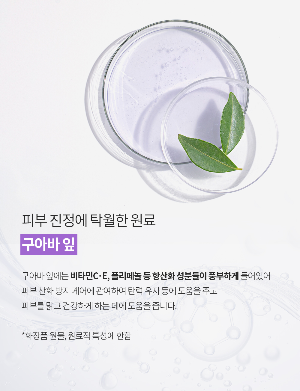 구아바 잎